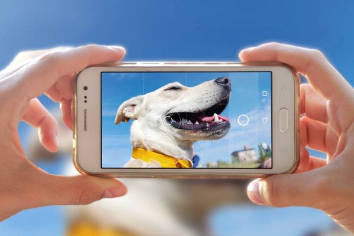 A phone held up with a photo of a dog on it.